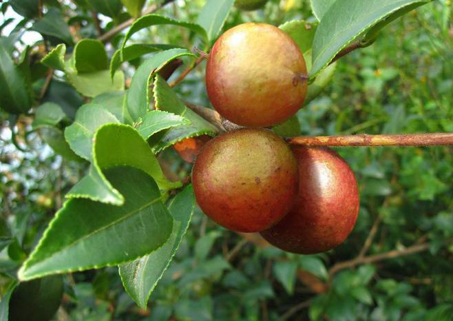 心始终做好每一道工序 贵州石阡佛顶山野生山茶油一直秉承"诚信为本